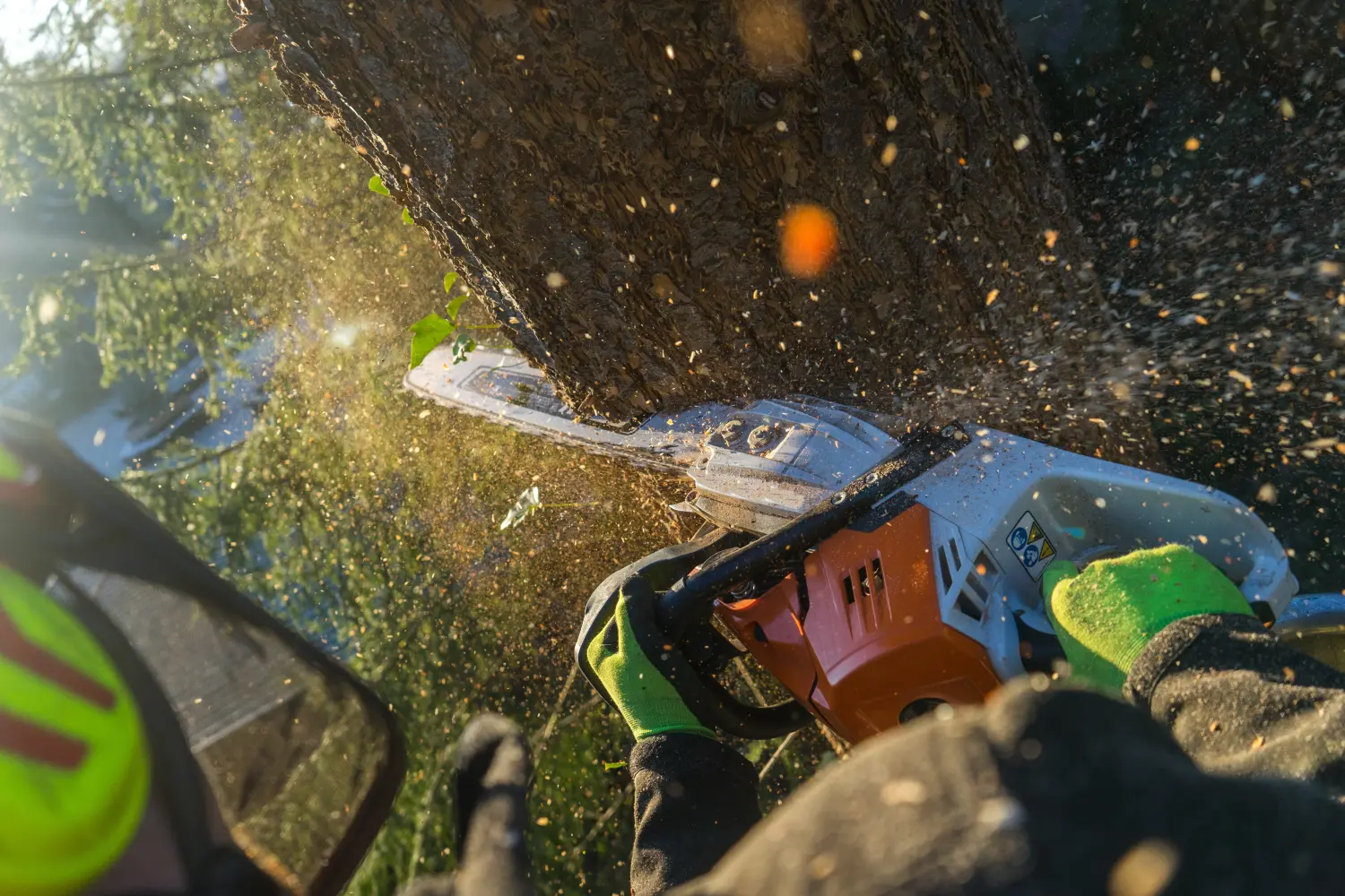 Baumpflege und -fällungen von Greenscape Landschaftsbau & Gartenpflege